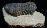 Bargain Reedops Trilobite - Inches #2976-3